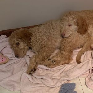 Meet your Posher, Isabella